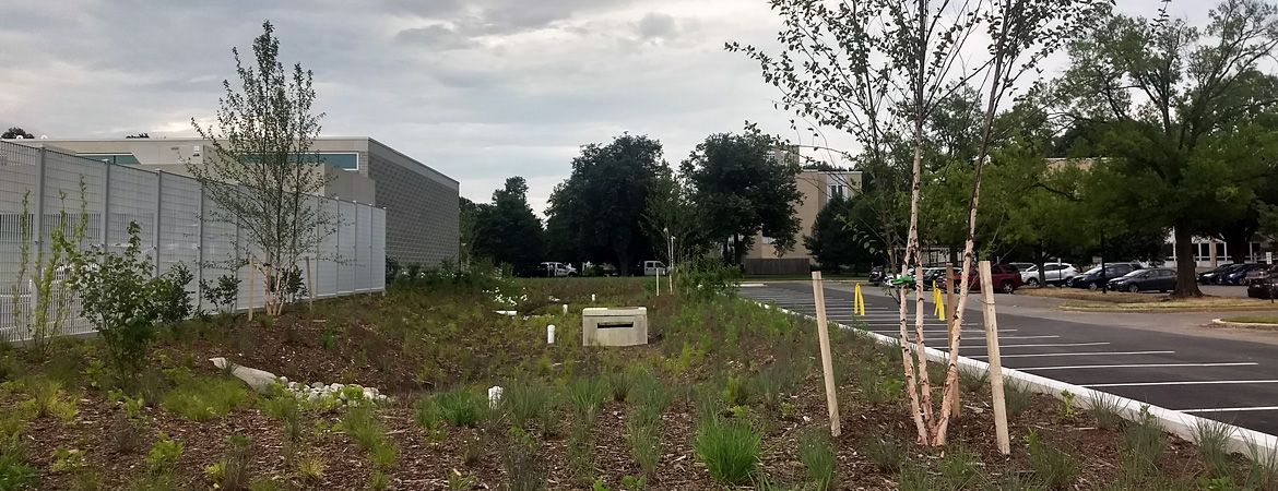 Trees and Stormwater Management