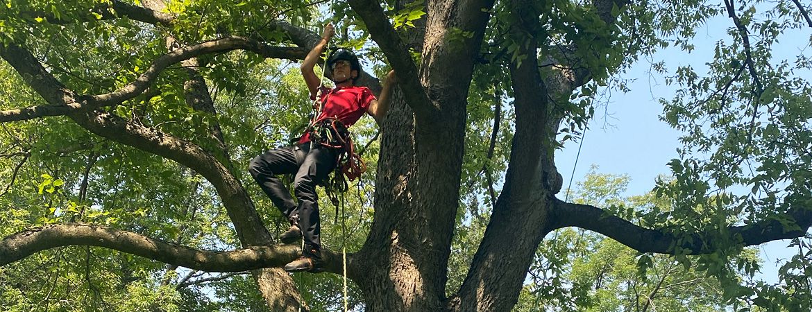 Hire an Arborist