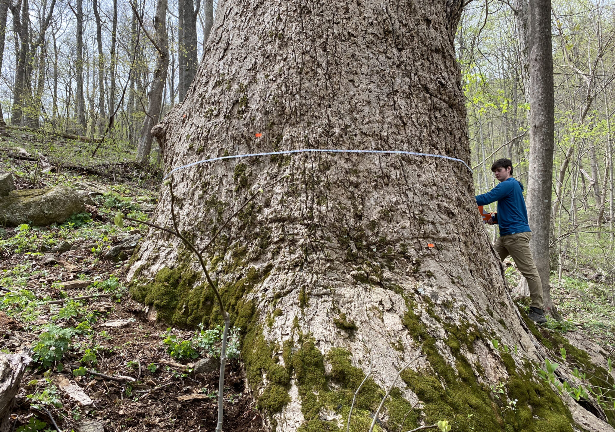 Champion Tulip Poplar in Bedford County, VA. Photo courtesy of Eric Wiseman and Virginia Big Tree Program. Documenting and Preserving Virginia's Largest, Most Revered Trees