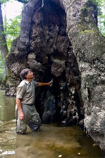 Man looking at a massive Virginia tree