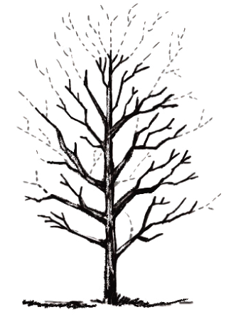 Tree Topping Diagram